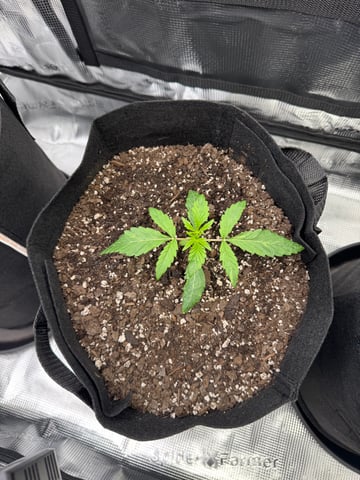 wedding cake auto FIRST GROW! — vegetative, day 15