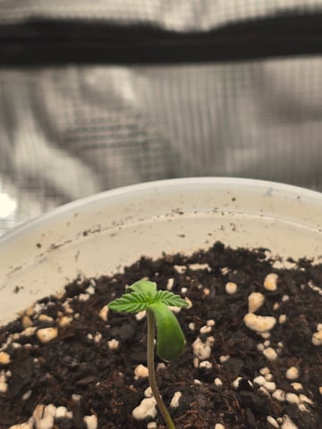 Northern lights #10 2nd plant (Selkies) — seedling_rooting, day 3