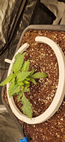 New Strains — vegetative, day 31