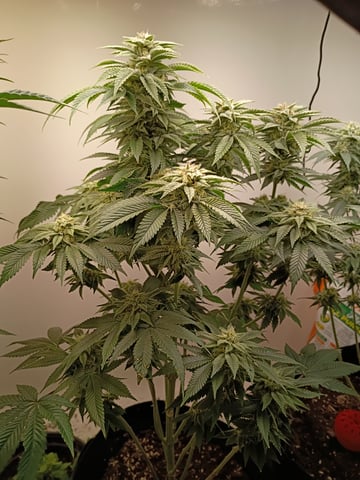 Lokie OG x Permanent Marker — flower, day 85