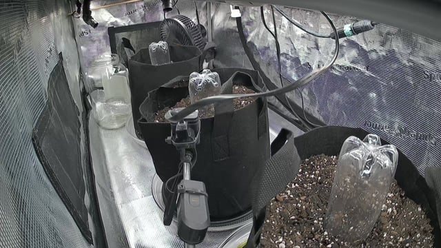 week 1 — seedling_rooting, day 1