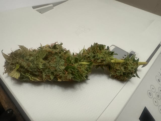 The little plant that could!