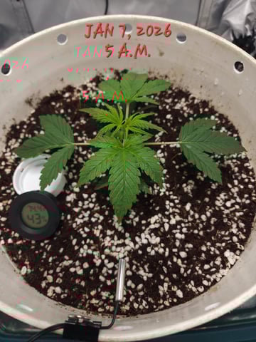 Dos Si Dos. Indica — vegetative, day 13