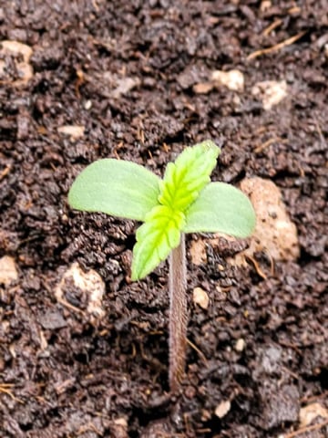 First time — seedling_rooting, day 2