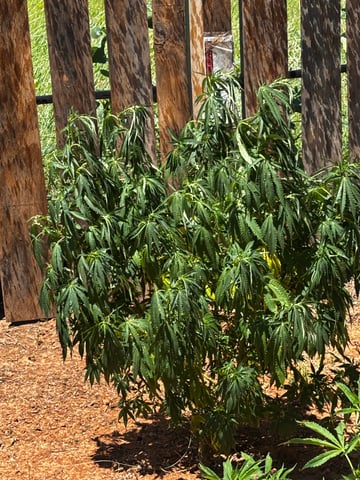 Outdoor Grow — vegetative, day 109