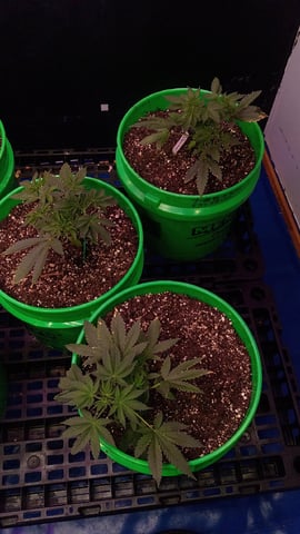 Third Grow — vegetative, day 41