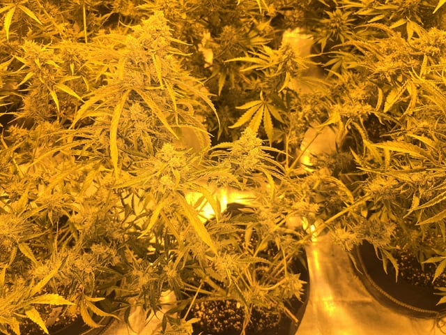 3rd Auto Grow — flower, day 97