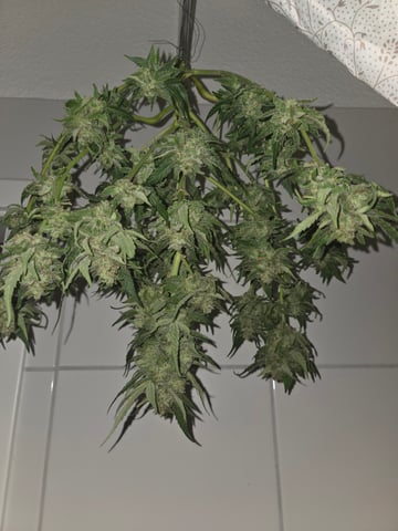 Special Queen 1 Fem+ Watermelon Auto — flower, day 83