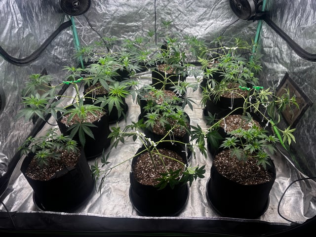 PKB remix/PotG — vegetative, day 52