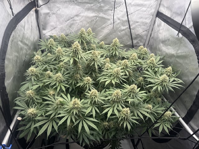 Another hard start! — flower, day 86