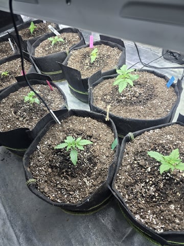 Autos AGAIN