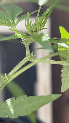 3masketeers — vegetative, day 45