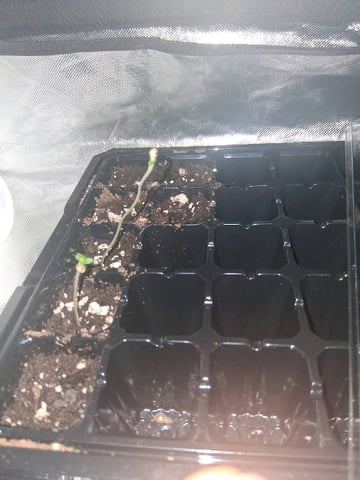 Free Seeds — germination, day 10