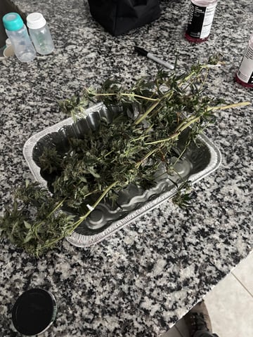 bonez #1 — harvest, day 58