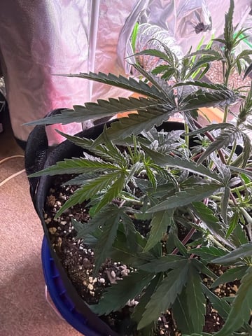 4’x8’ Grow1 — vegetative, day 33