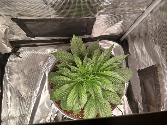 Gorilla Sherbert Feminized From Blimburn Seeds  — vegetative, day 22