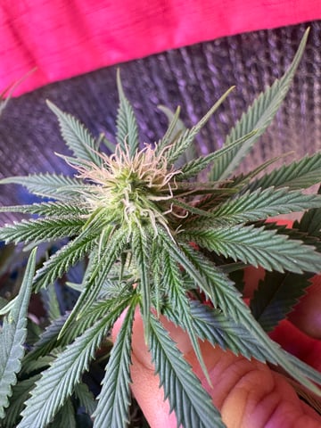 Gelly Mama and Sugar Tree — flower, day 97