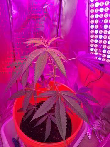 first grow  — vegetative, day 33