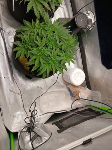 fruity pebbles, cap junky — vegetative, day 43