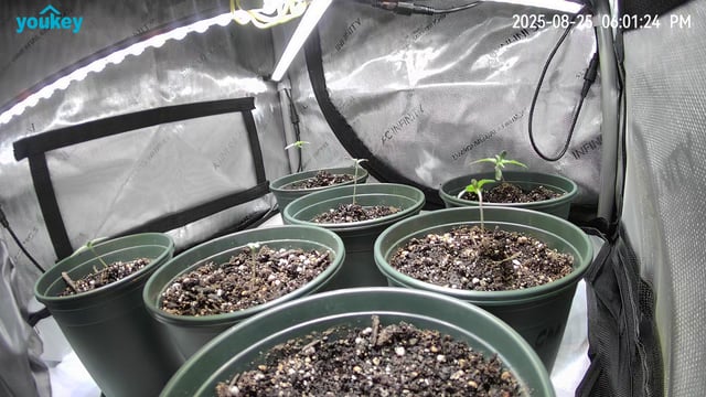 Homegrown - 🍒 🥧 & GSC Auto, 🚀 Seeds 🍌 Buttercups  — seedling_rooting, day 11