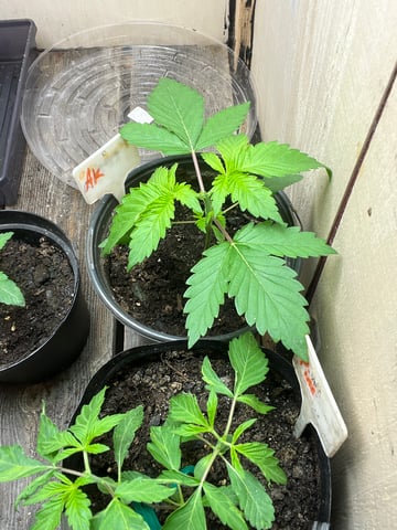 Ak-47 (Fast Verison) and pine Auto  — vegetative, day 21