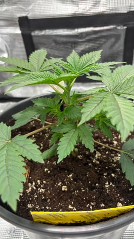 #1 momo (purple punch)