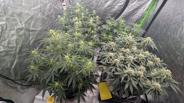 Perpetual Autoflower Mixed Grow #3 — vegetative, day 44