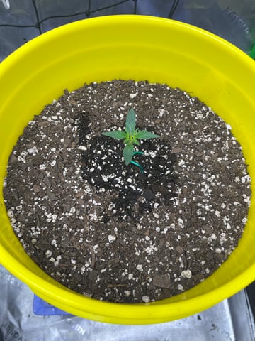 Gorilla Glue auto — vegetative, day 14