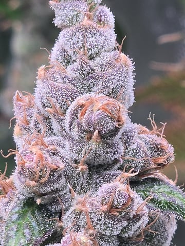Funk Mountain 2