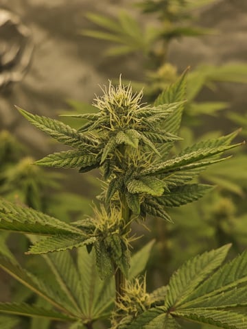 perfect circle/ cherrymac1 X candyland cross  — flower, day 6