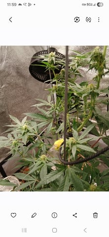 Orange Punch — flower, day 1