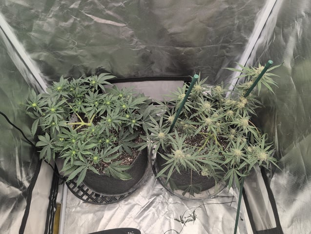 memphisto 3 bears OG, ethos high note r1 — flower, day 55