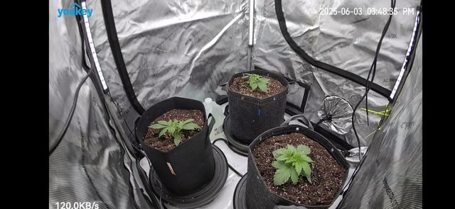 Purple Haze  — vegetative, day 9