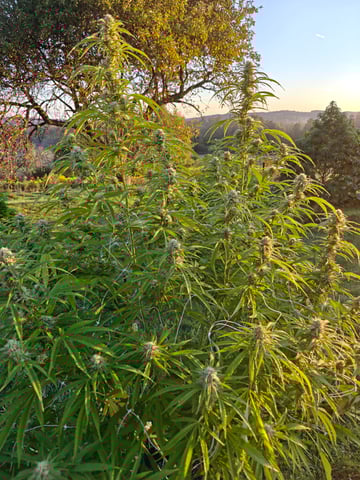 outdoors  unground 2025 — harvest, day 29