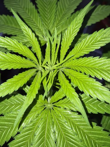 My First Grow — vegetative, day 57