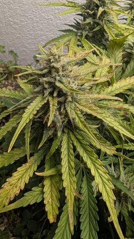 Quick Auto Summer Grow — flower, day 64