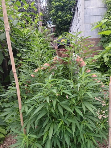 Same — grow_setup, day 2