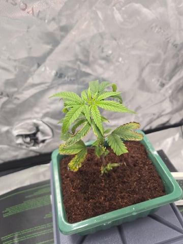 Funk Mtn (Mother) — seedling_rooting, day 9