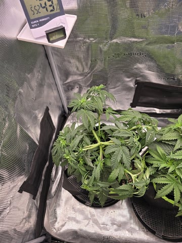  1 Blue Zushi x Venom & 1 Jack Here x Strawberry Cookies OG — vegetative, day 31