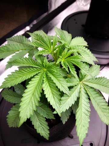 My First Home Grow  — vegetative, day 31