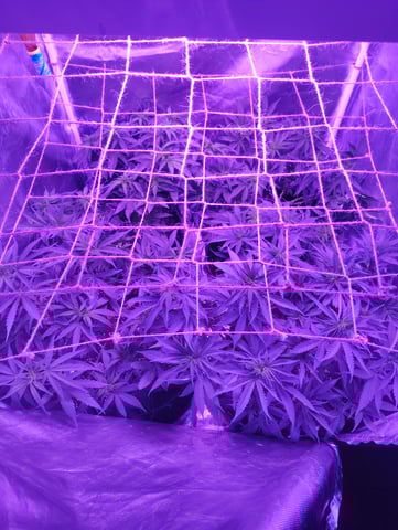 3 in flower — flower, day 25