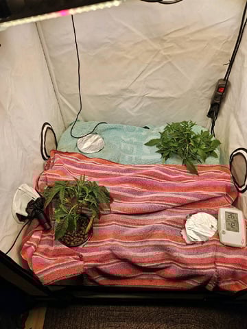 PITA — vegetative, day 33