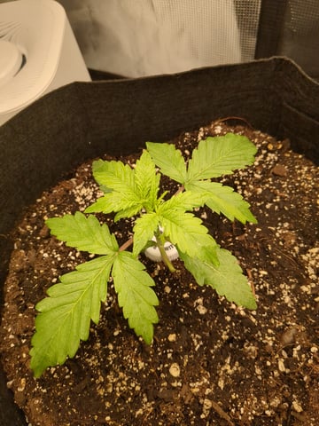 first grow — vegetative, day 12