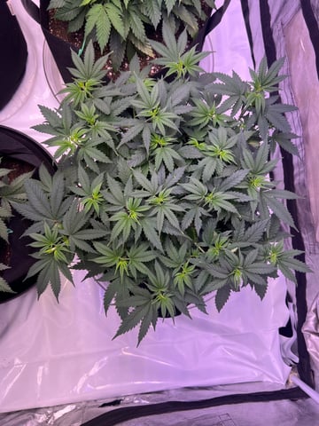 Indoor Grow  — vegetative, day 11