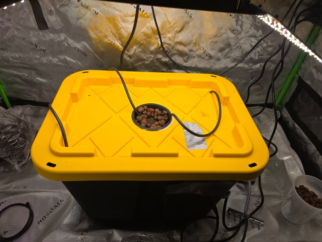 Mendo Frost Autoflower — grow_setup, day 2