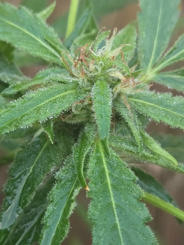 Outdoor Auto's (3rd Set) — flower, day 46