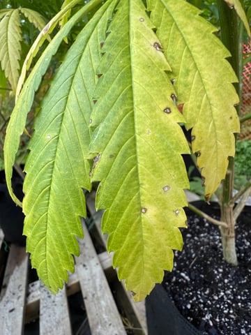 Indoor Grow  — vegetative, day 7