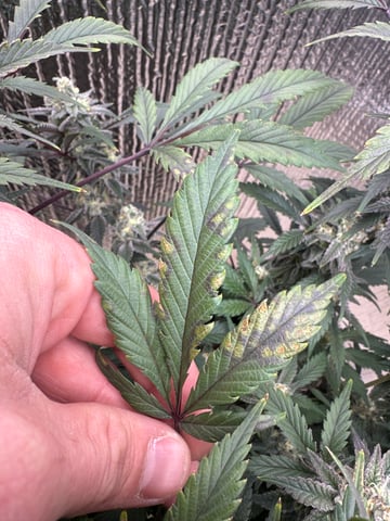 Gelly Mama and Sugar Tree — flower, day 244