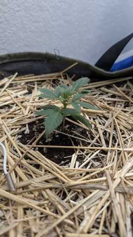 Sativa Summer Autos — vegetative, day 16