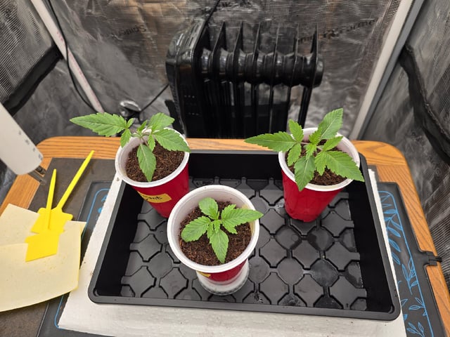 Grow 5.o — seedling_rooting, day 10